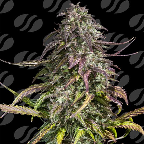 Melon Mosh Auto > Original Sensible Seeds | Autoflowering Cannabis   |  Indica